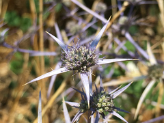 Eryngium creticum