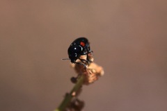 Saxinis deserticola