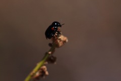 Saxinis deserticola