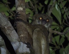 Avahi mooreorum