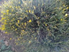 Cytisus balansae