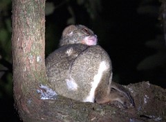 Avahi mooreorum