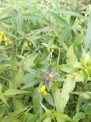 Melampyrum nemorosum