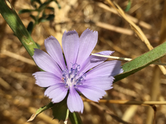 Cichorium pumilum