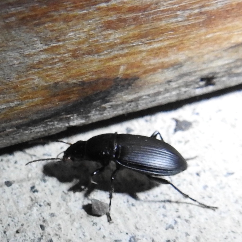 Poecilus corvus