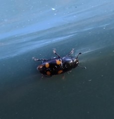 Glischrochilus hortensis