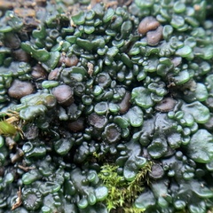 Enchylium polycarpon