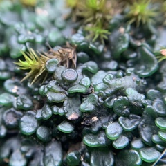 Enchylium polycarpon