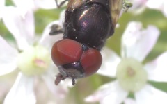 Chrysogaster cemiteriorum