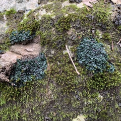 Enchylium polycarpon