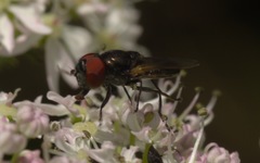 Chrysogaster cemiteriorum