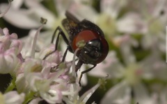 Chrysogaster cemiteriorum