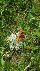 Melitaea didyma