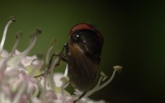Chrysogaster cemiteriorum