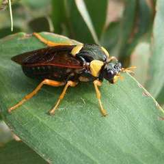 Perga dorsalis