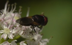 Chrysogaster cemiteriorum