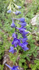 Delphinium fissum