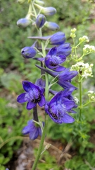 Delphinium fissum