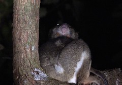 Avahi mooreorum