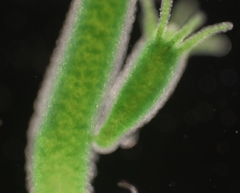 Hydra viridissima
