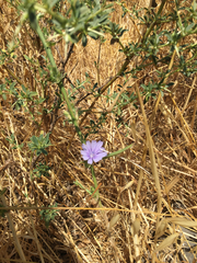 Cichorium pumilum