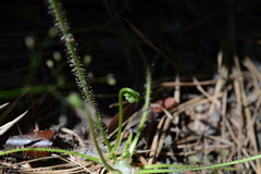 Drosera filiformis