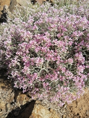 Hormathophylla spinosa