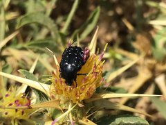 Oxythyrea noemi