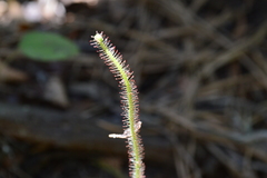 Drosera filiformis