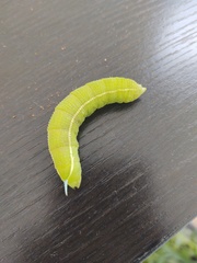Smerinthus saliceti