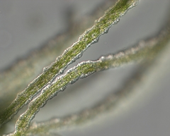 Hydra viridissima