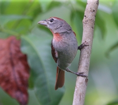 Piranga roseogularis