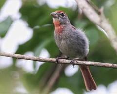 Piranga roseogularis