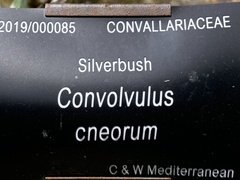 Convolvulus cneorum