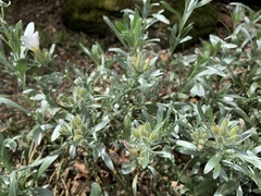 Convolvulus cneorum