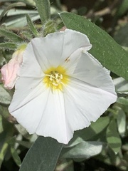 Convolvulus cneorum