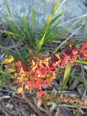 Blitum virgatum
