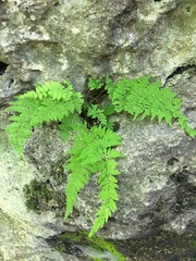 Cystopteris bulbifera