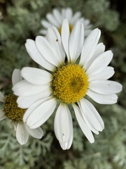 Anthemis punctata