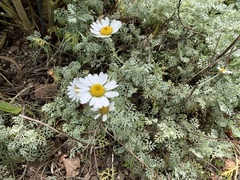 Anthemis punctata