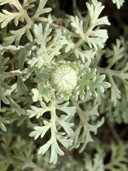 Anthemis punctata