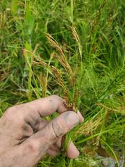 Rhynchospora inexpansa