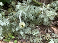 Anthemis punctata