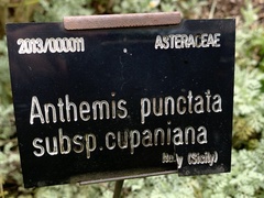 Anthemis punctata