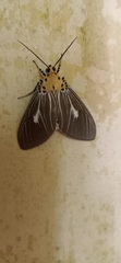 Asota plaginota