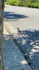 Corvus brachyrhynchos