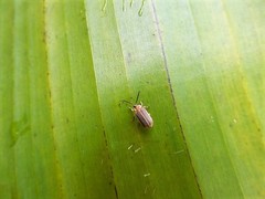 Metrogaleruca obscura