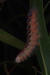 Trichiocercus sparshalli