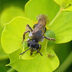 Andrena rugosa