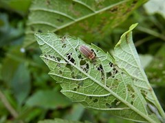 Metrogaleruca obscura